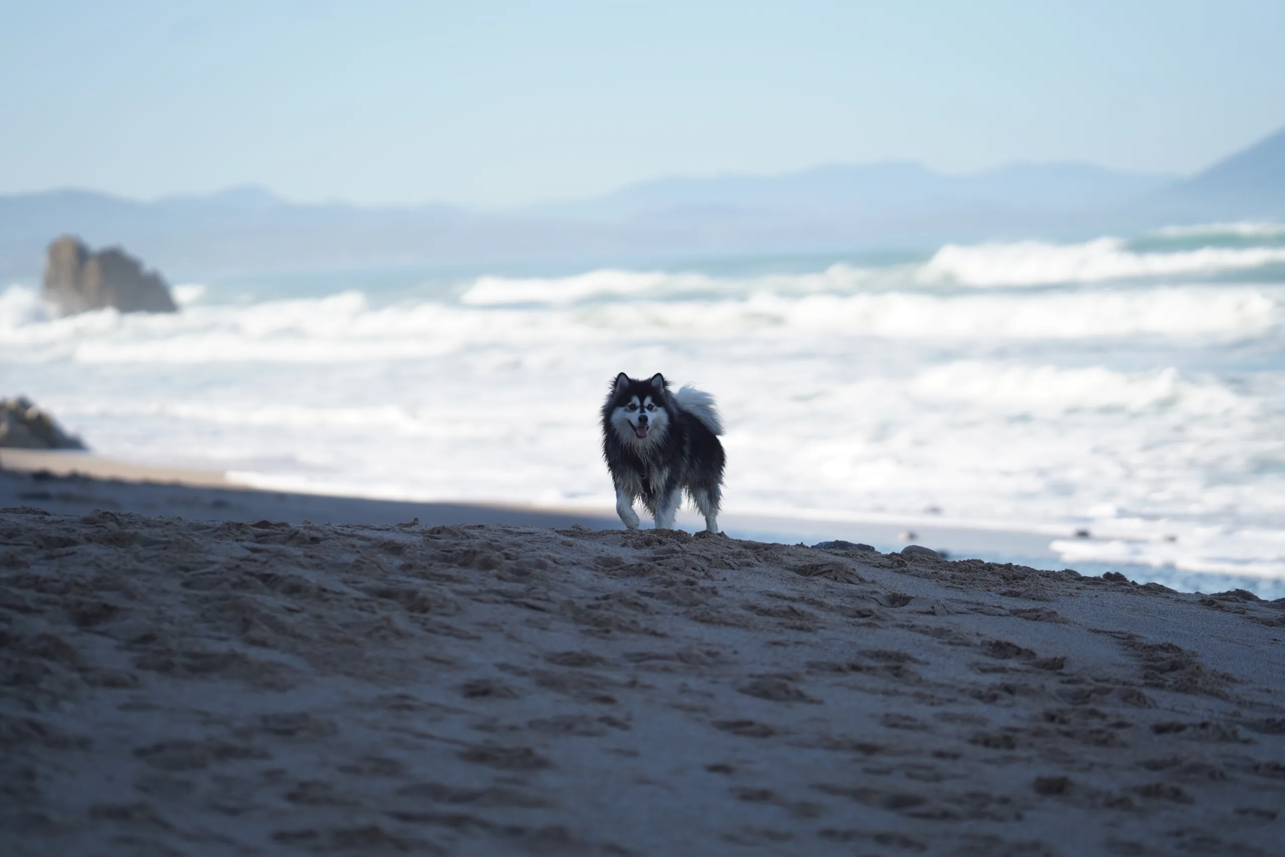 Pomsky animal médiateur Plage Biarritz