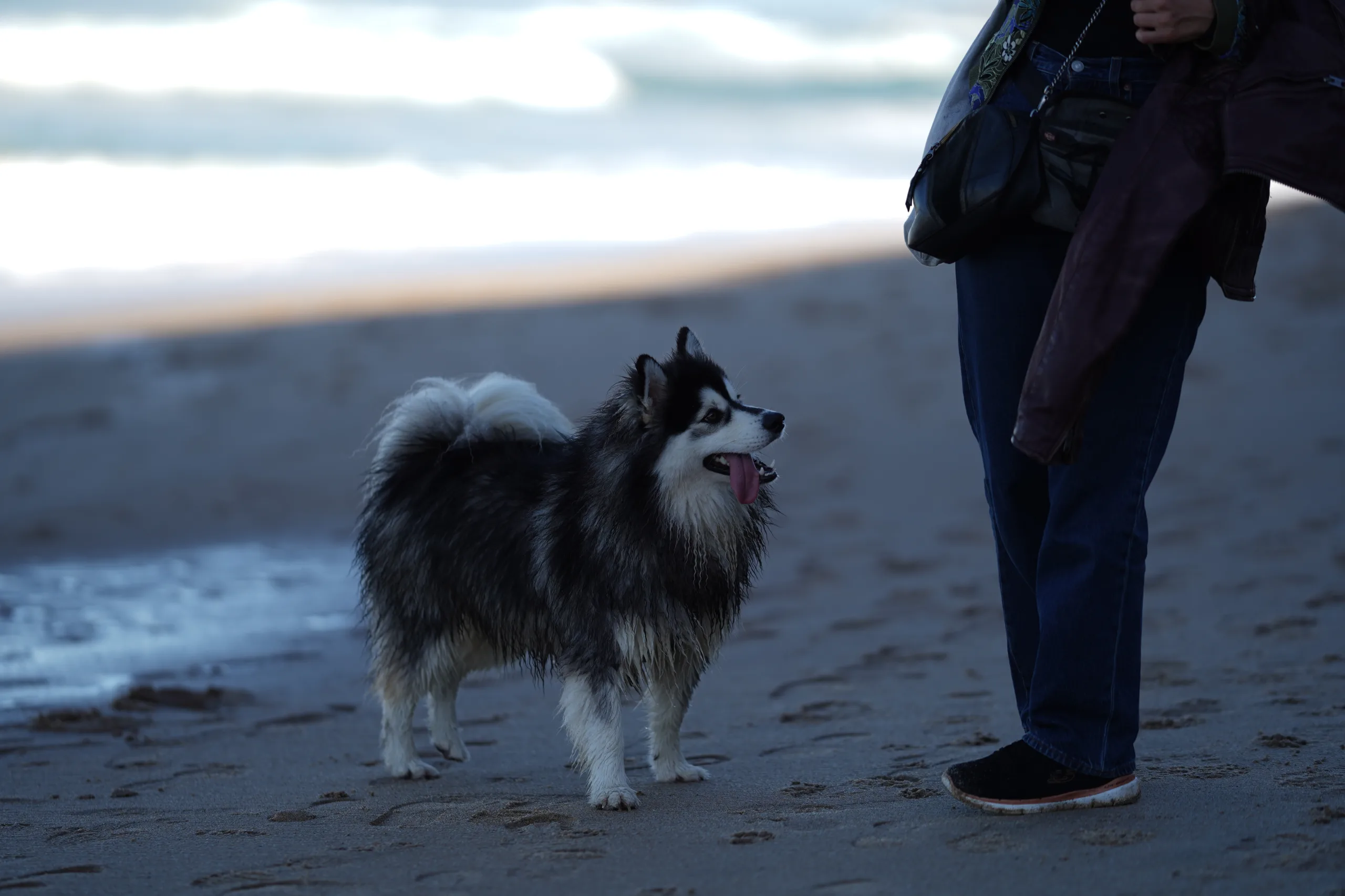 chien médiateur à la plage