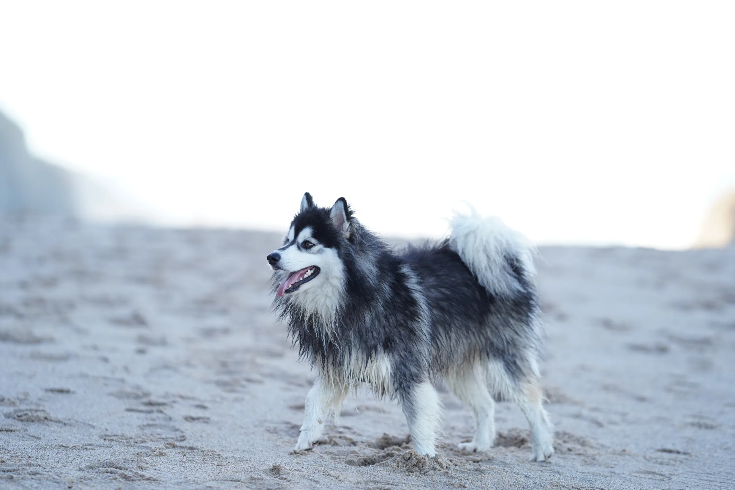 Animal médiateur Chien sur la côte basque