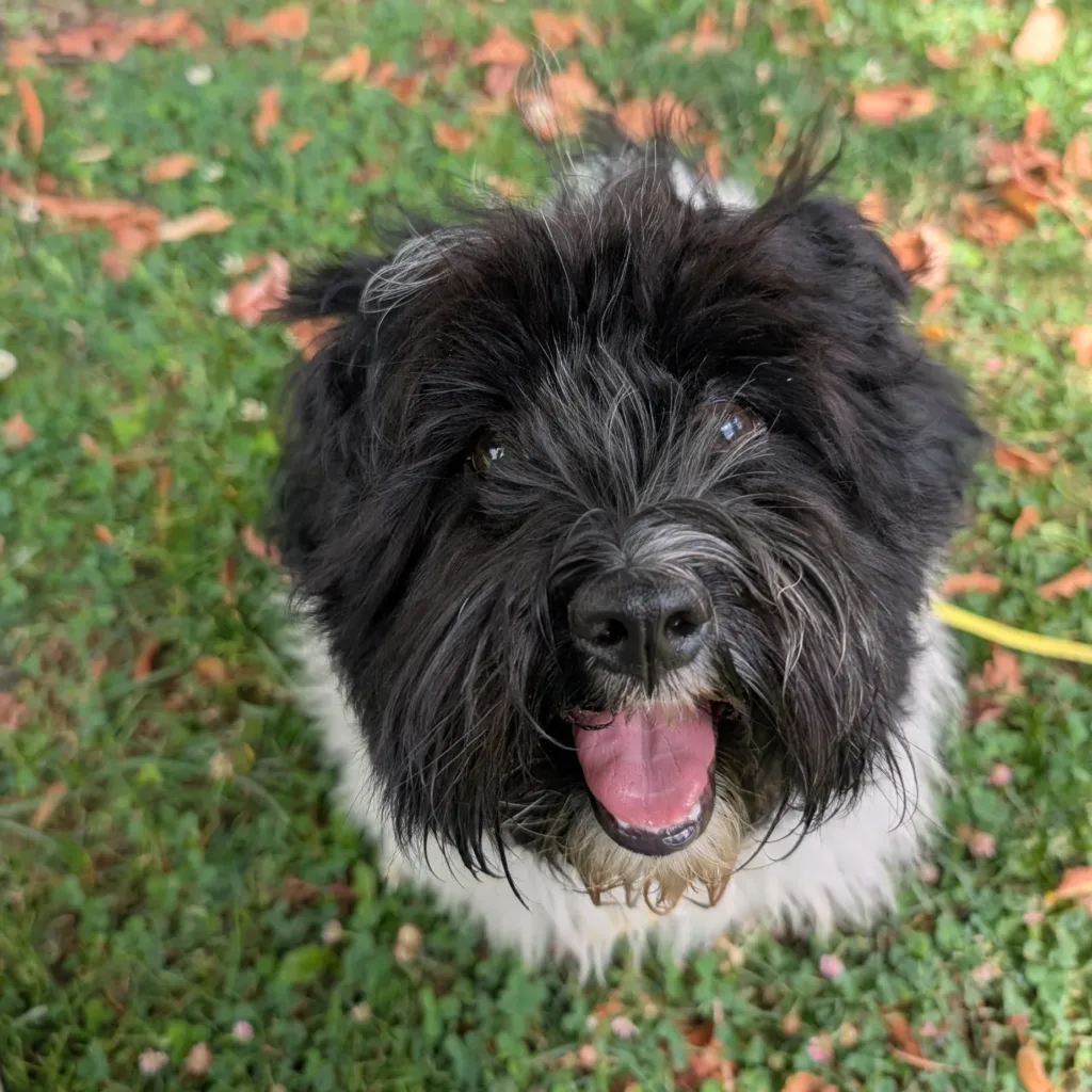 équipe médiation animal : Chien bichon havanais animal médiateur Lo'Reliance Azul