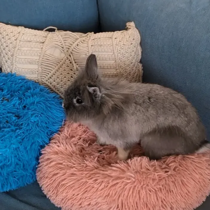 équipe médiation animal : Lapin animal médiateur Lo'Reliance Elsa