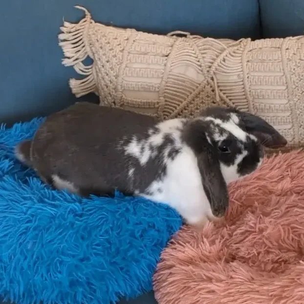 équipe médiation animal : Lapine animal médiateur Lo'Reliance Aby